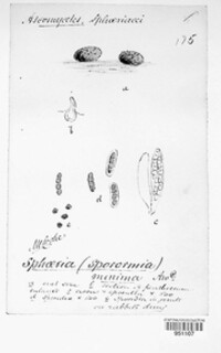 Sphaeria sporormia image